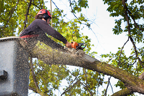 Best Arborist Consultation Services  in Destrehan, LA