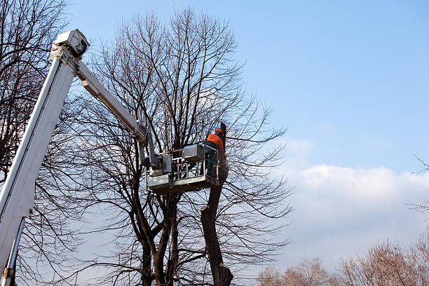 Best Arborist Consultation Services  in Destrehan, LA